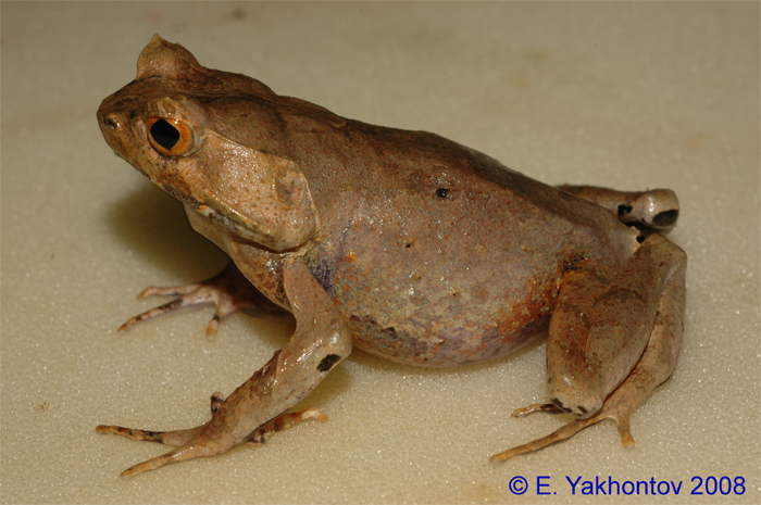 Xenophrys aceras   