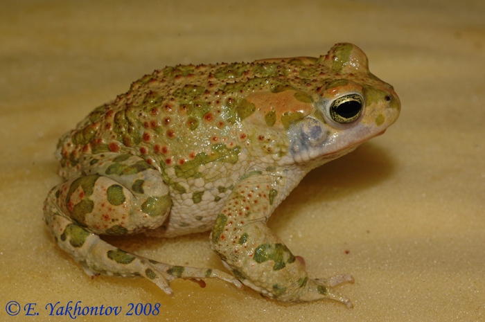 Bufo sp. Зеленая жаба из группы “viridis” (Египет)