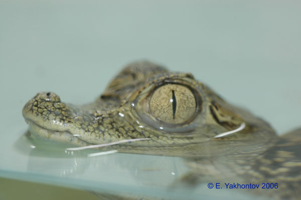 Caiman crocodilus  1