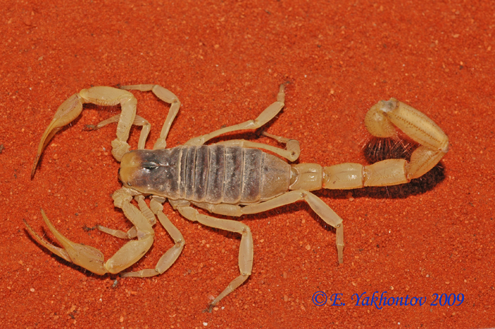 Hadrurus arizonensis Скорпион волосатый (гадрурус) аризонский