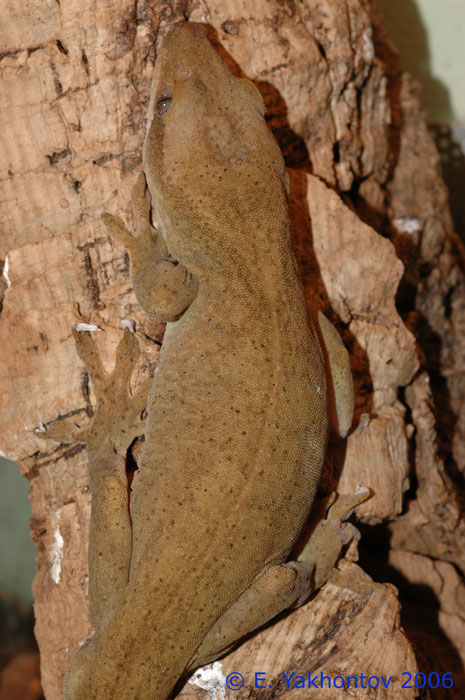Rhacodactylus sarasinorum   