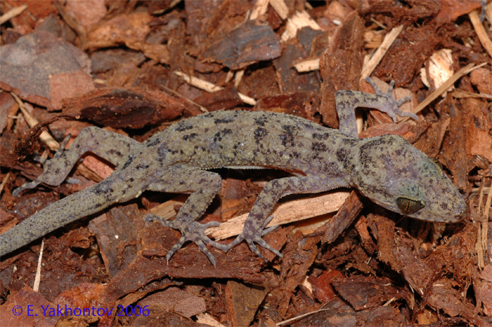 Cyrtodactylus sp.  