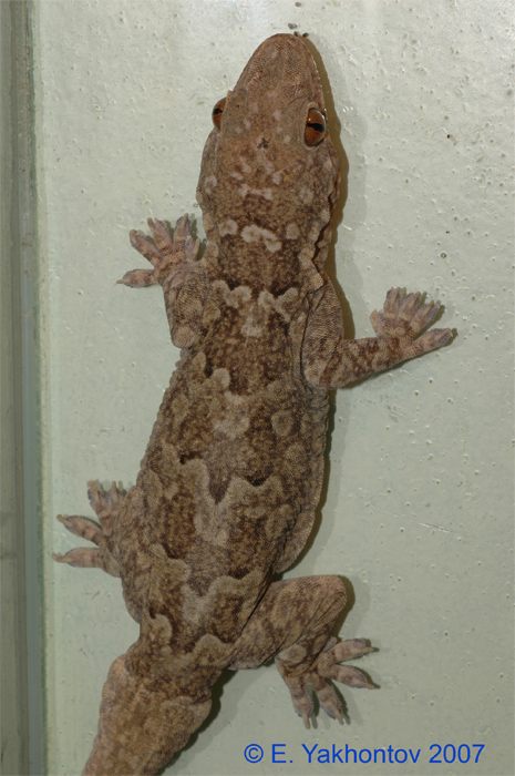 Hemidactylus giganteus   