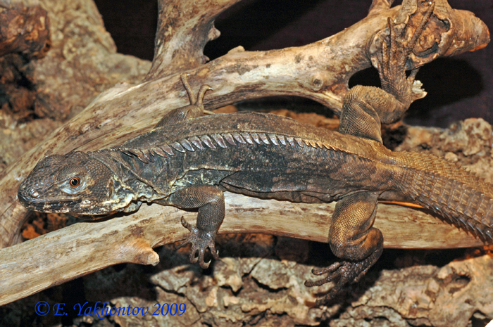 Ctenosaura quinquecarinata Игуана шипохвостая пятикилевая