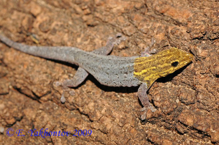 Lygodactylus luteopicturatus   