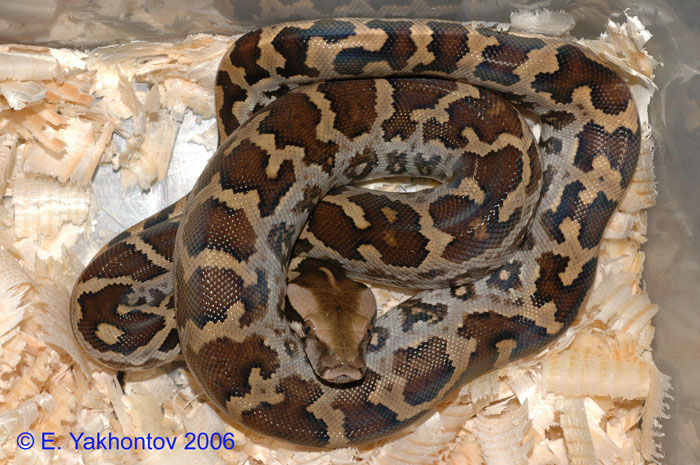 Python molurus pimbura   