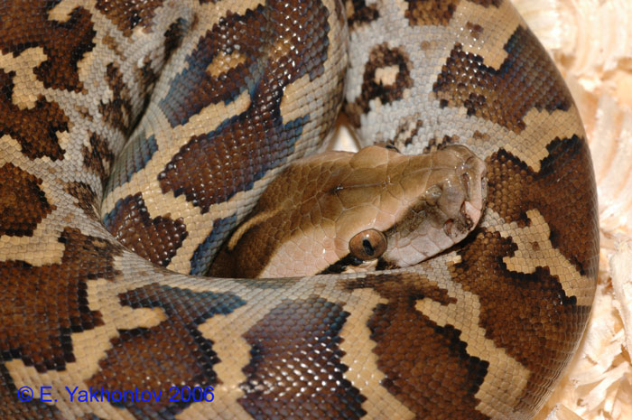 Python molurus pimbura   1