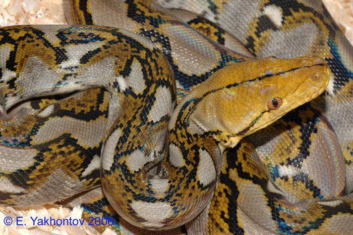 Python reticulatus  