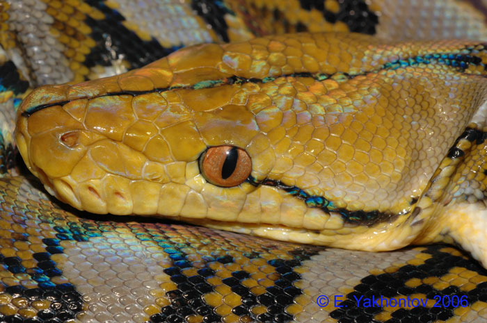 Python reticulatus  1