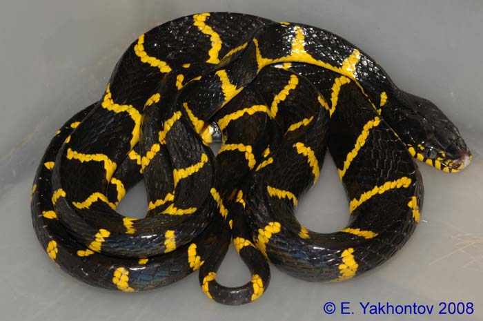 Boiga dendrophila Бойга (мангровая змея)