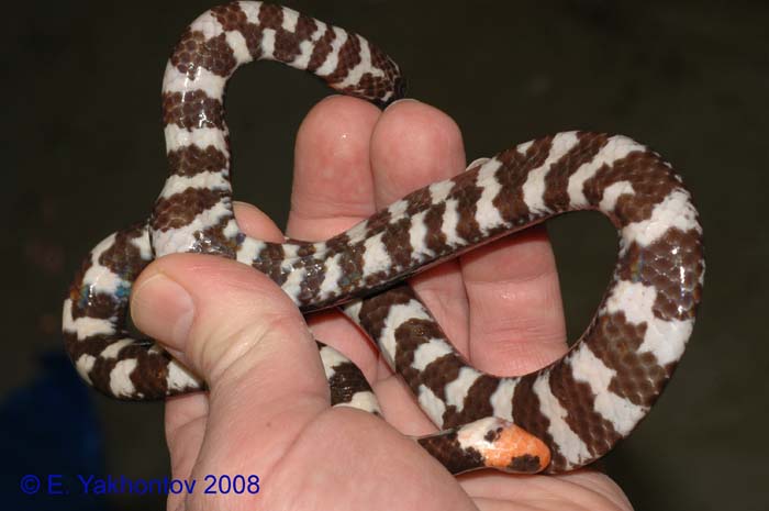 Cylindrophis rufus   