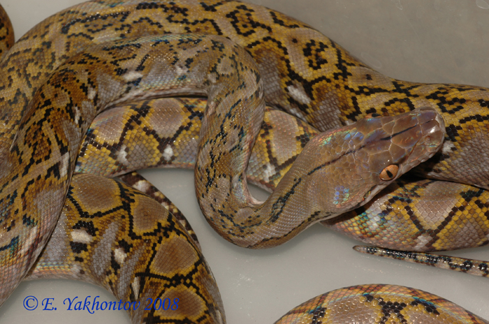 Python reticulatus jampeanus   