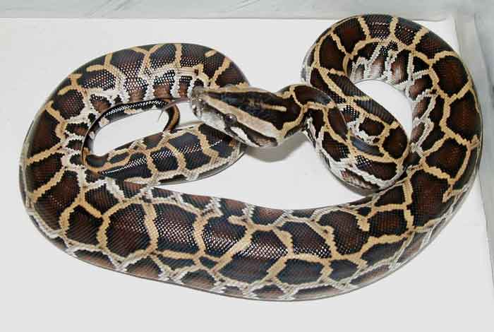 Python molurus bivittatus   