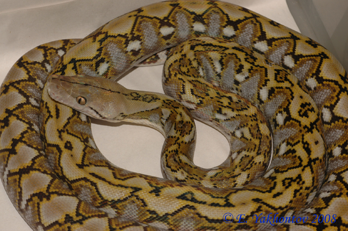 Python reticulatus jampeanus    1