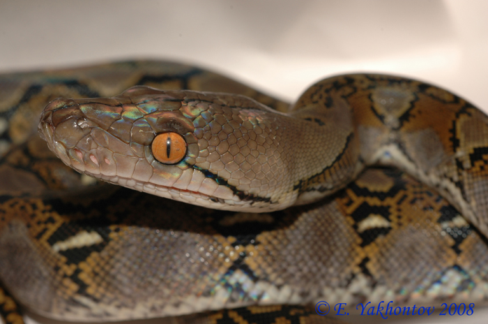Python reticulatus   . 