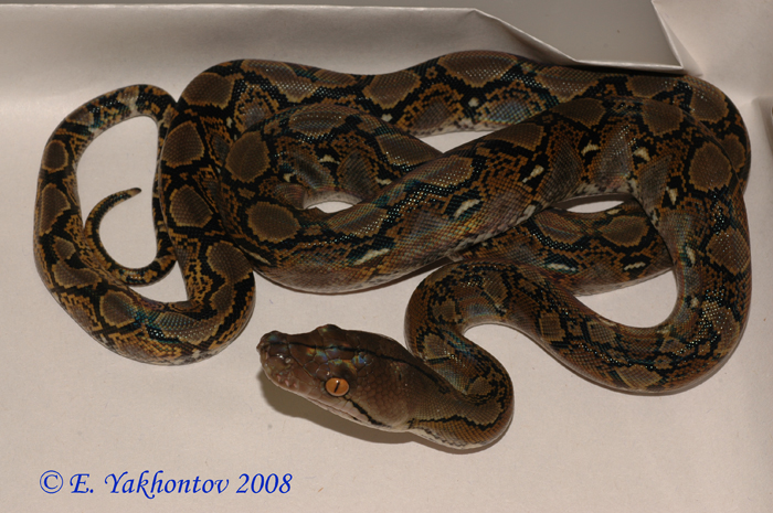 Python reticulatus   .  1