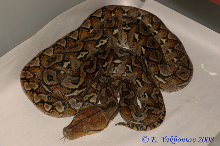 Python reticulatus   . 
